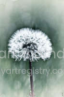 Dreamy Dandelion