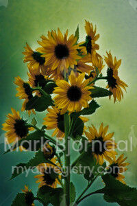 Morning Sunflower