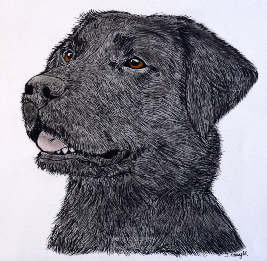 Labrador
