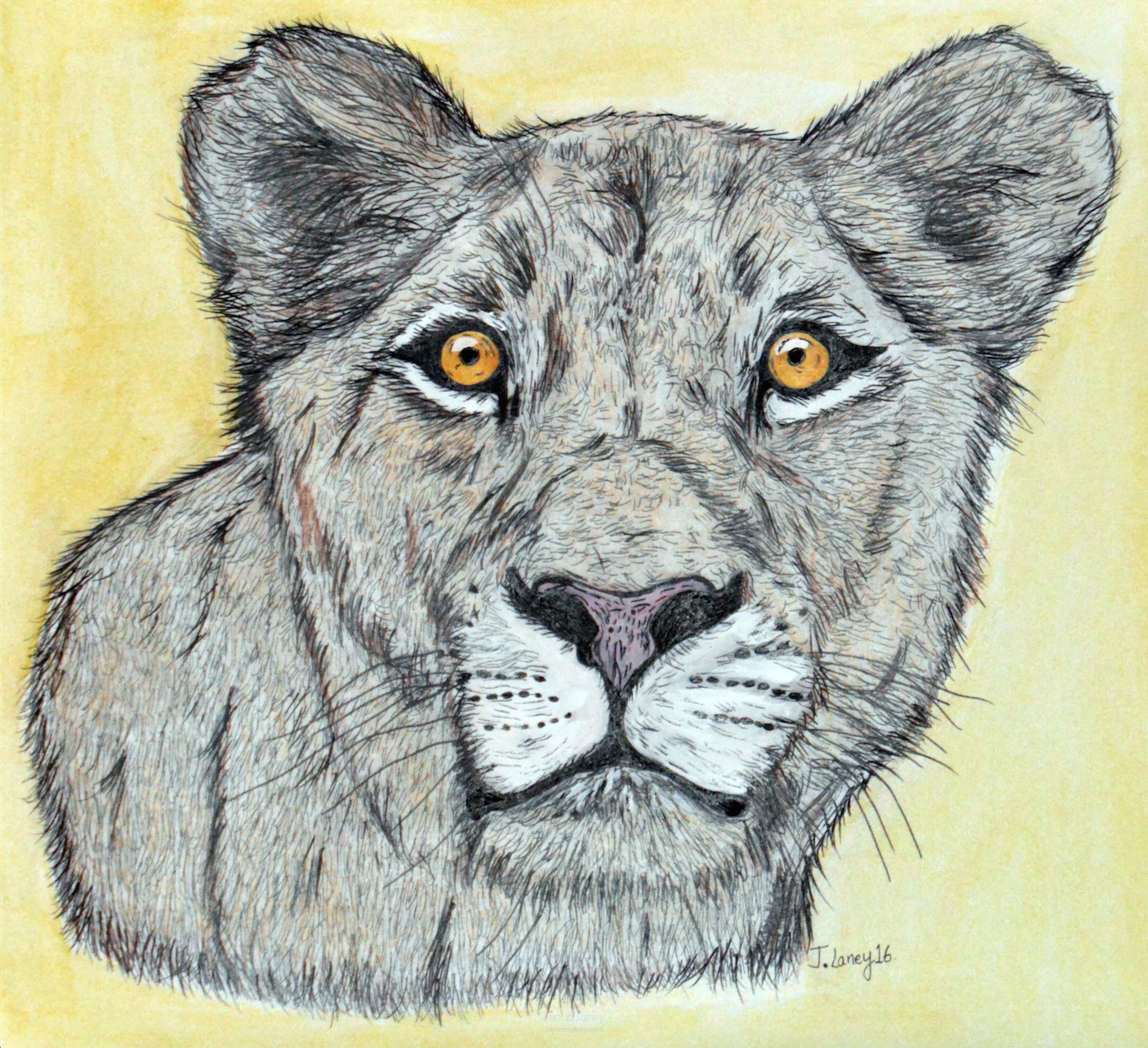 Lioness