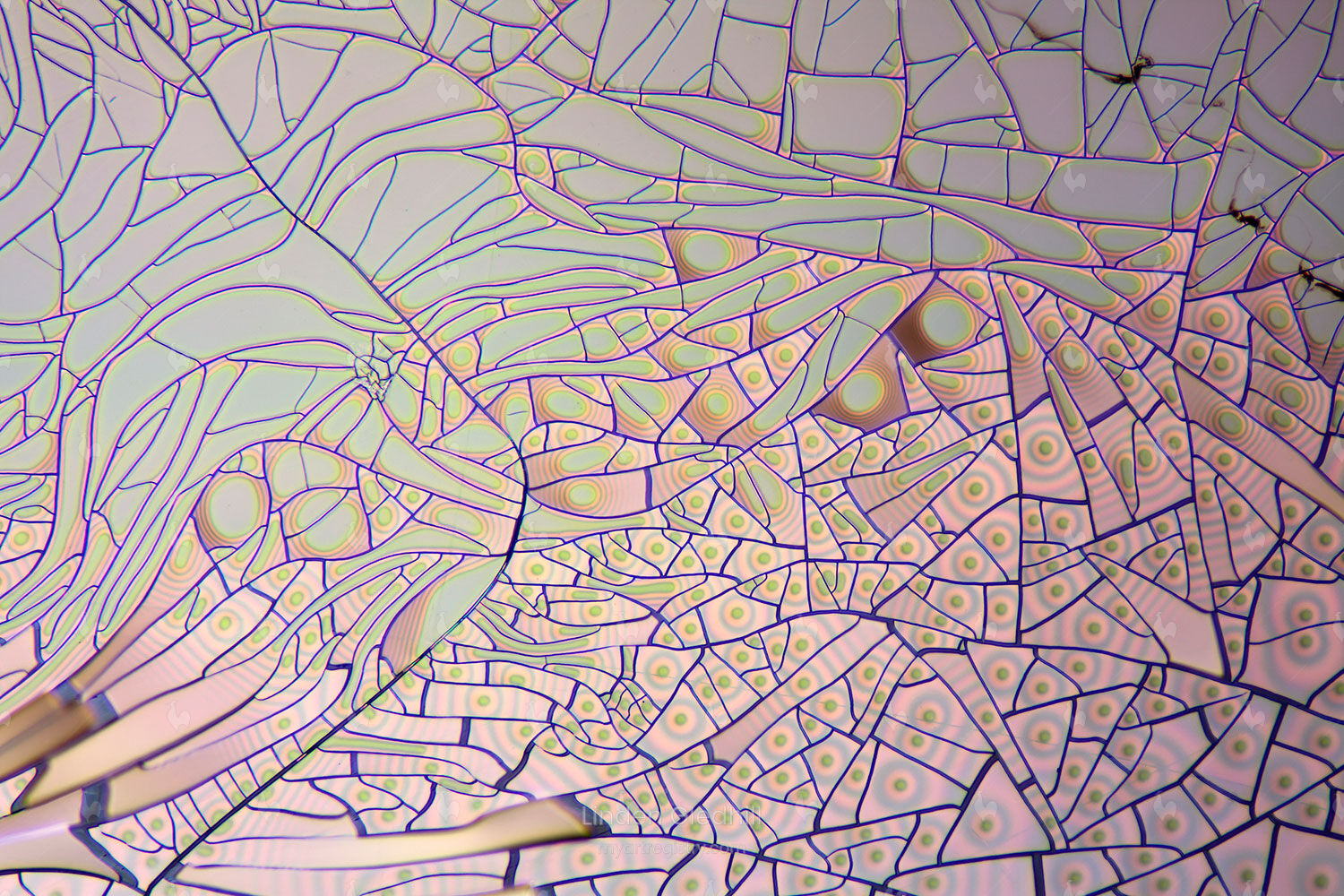 Interference 12x8 | Ferrofluid-P1