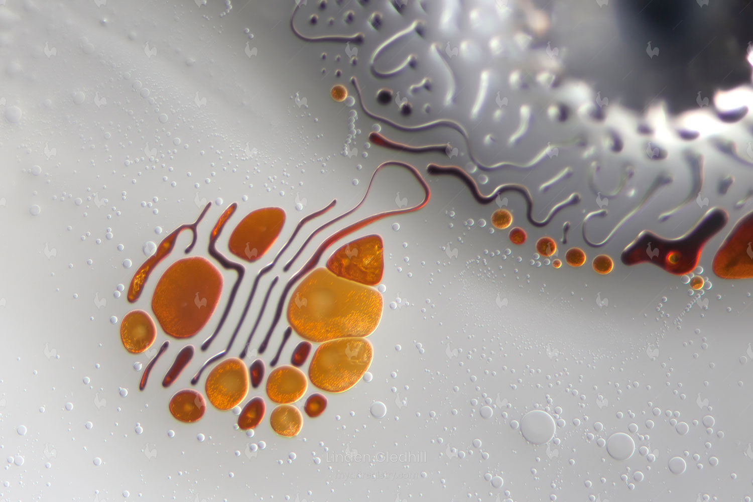 Absolutely Interesting 12x8 | Ferrofluid-P2