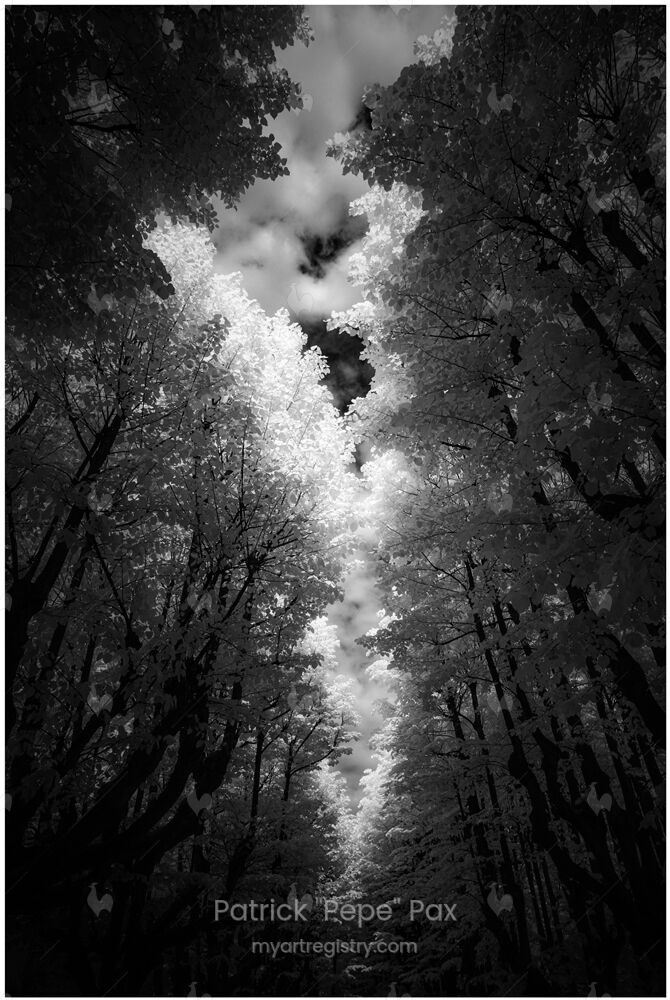 The Trees of the Viale della Repbblica II 