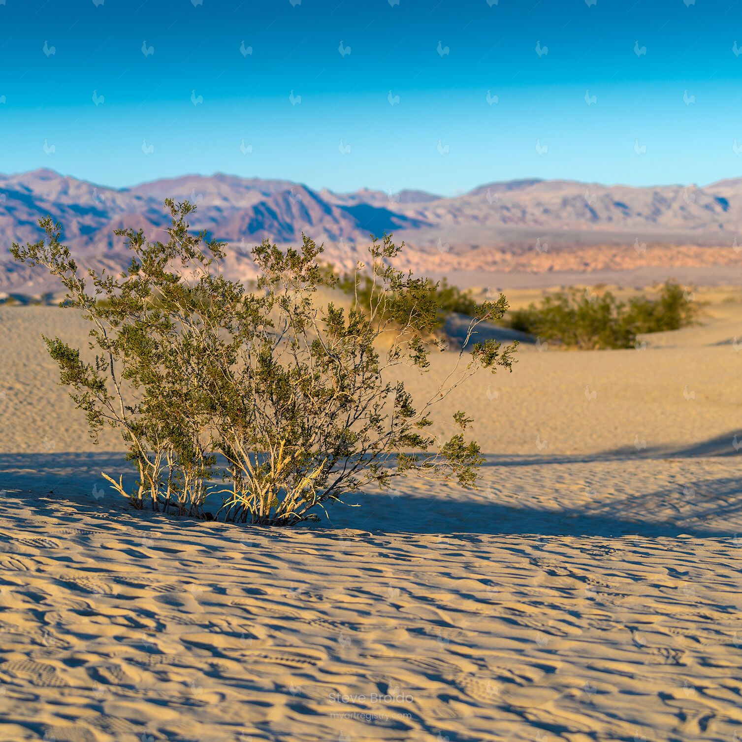 Dune Shrub
