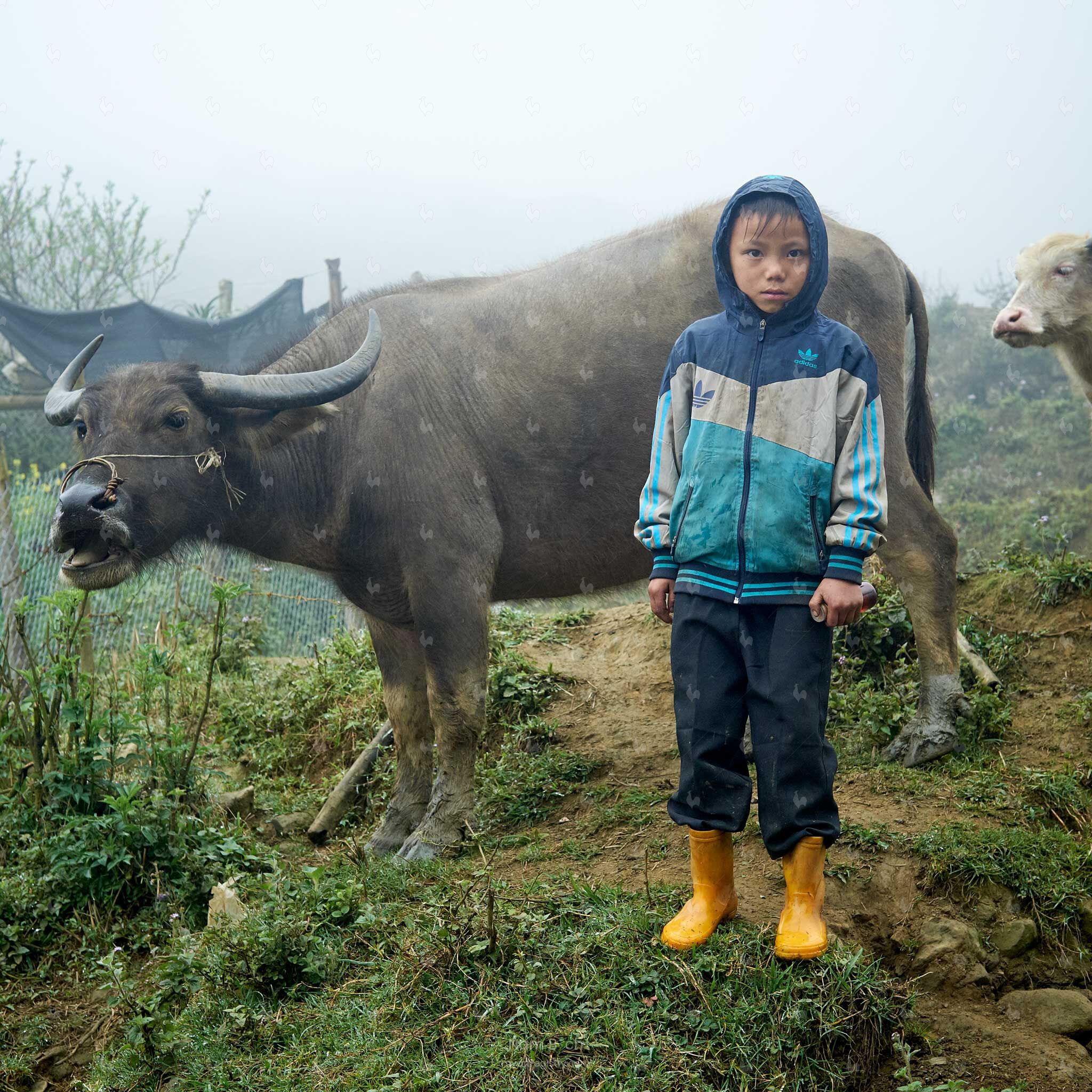 Buffalo boy