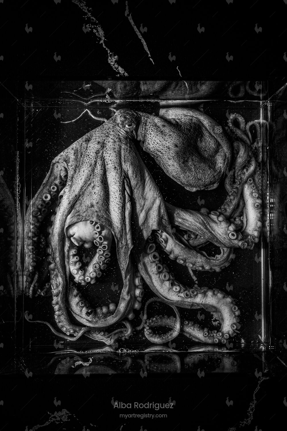 Octopus