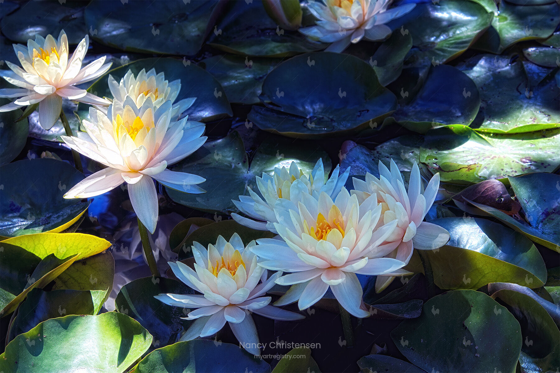 Water Lilies