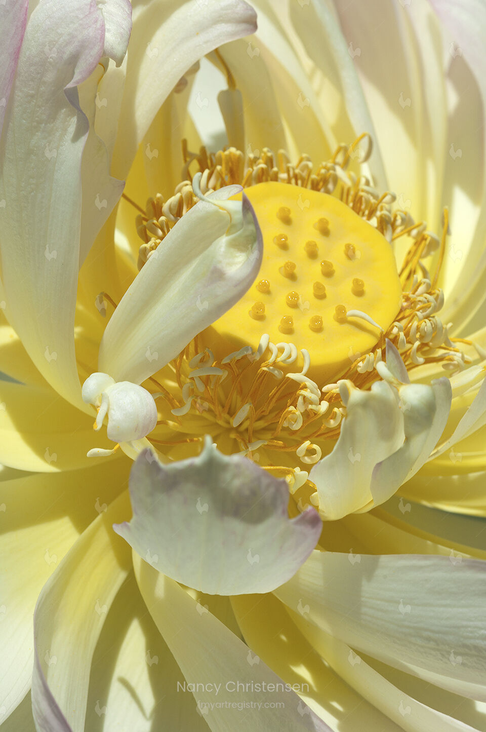 Blooming Lotus Nelumbo 'Mrs. Perry D. Slocum'