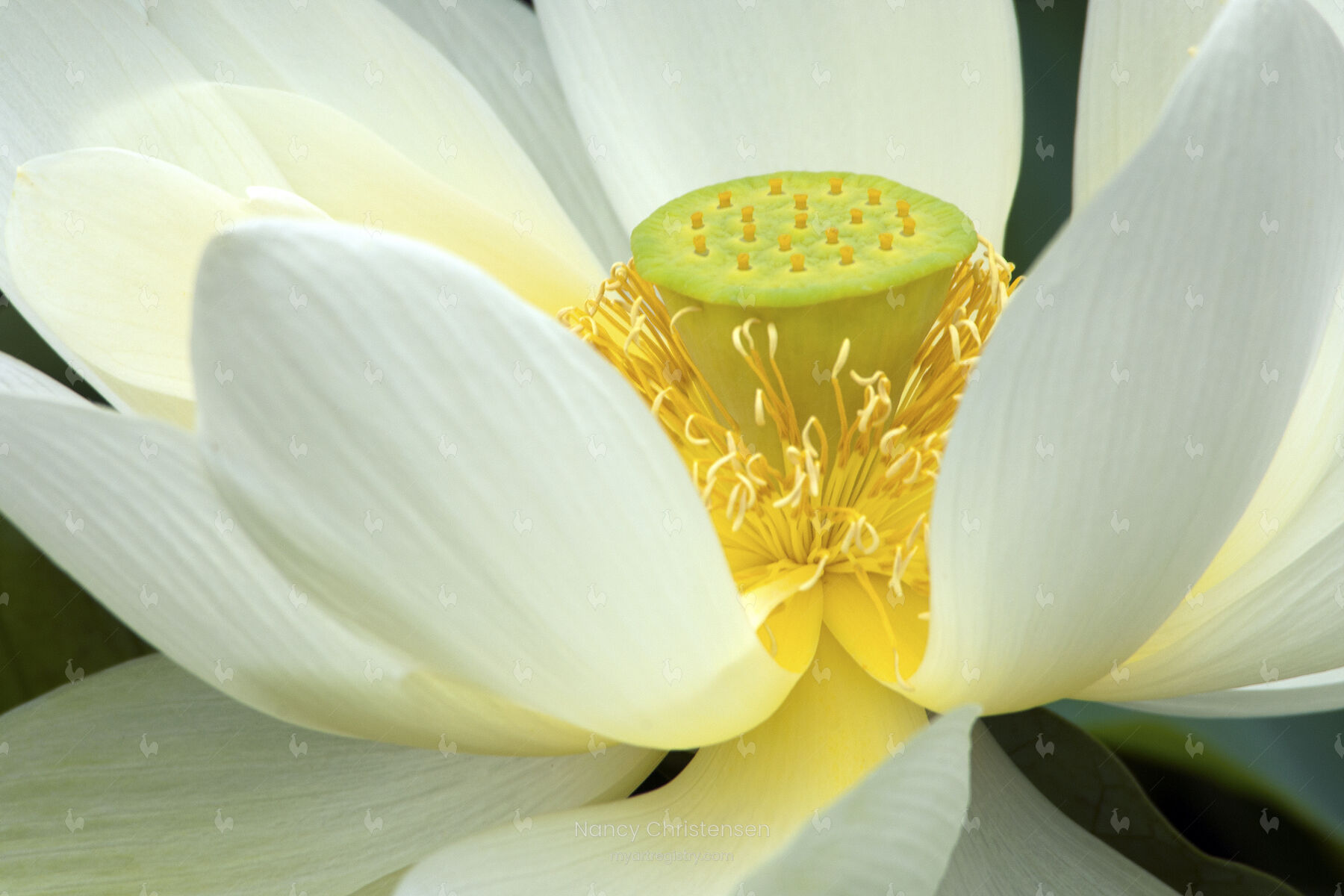 White Lotus Nelumbo 'Momo Botan'