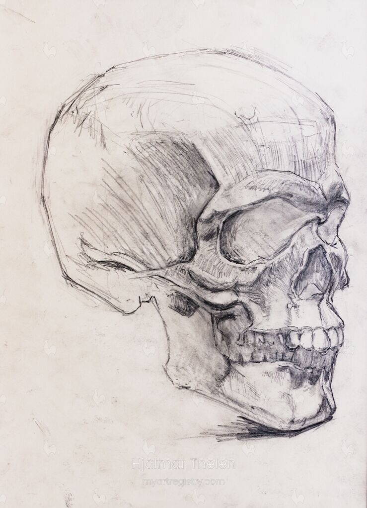 Schädel | Skull