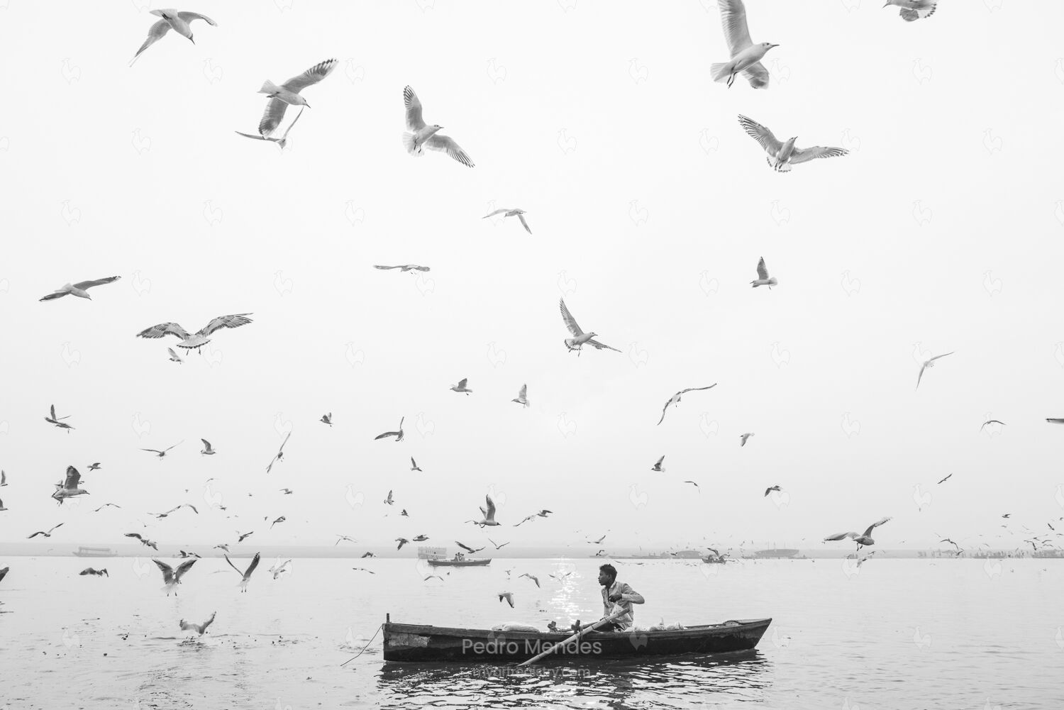 Chuva de Plumas