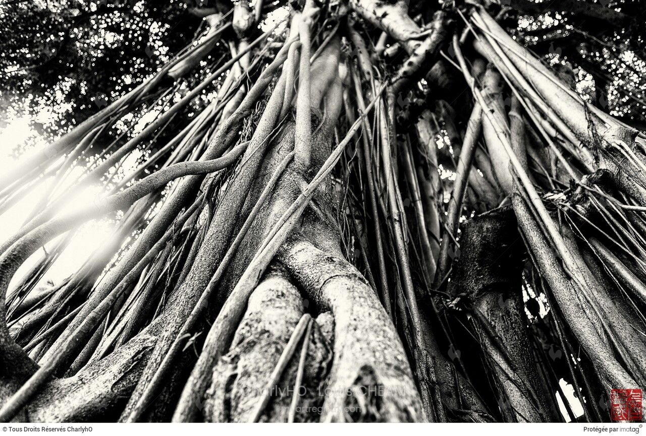 L'ARBRE DE VIE