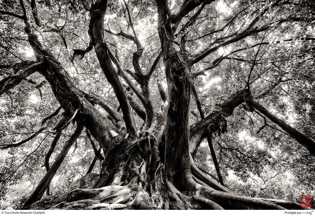 MILENIUM TREE