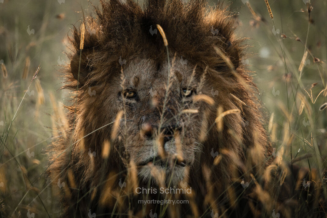 Wise King