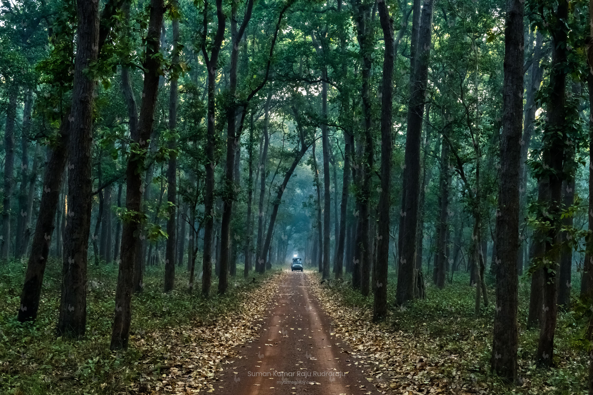 Canopy at Dudhwa National Park,India 2/100