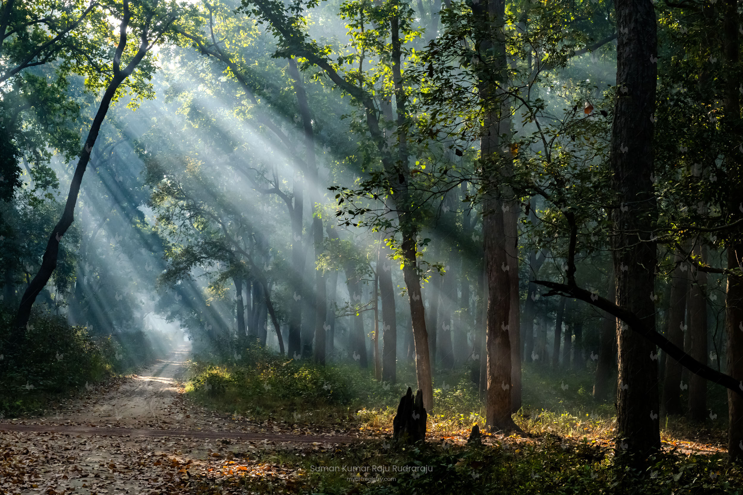 God beams at Dudhwa National Park