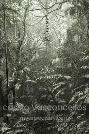A Picturesque Voyage Through Brazil #50