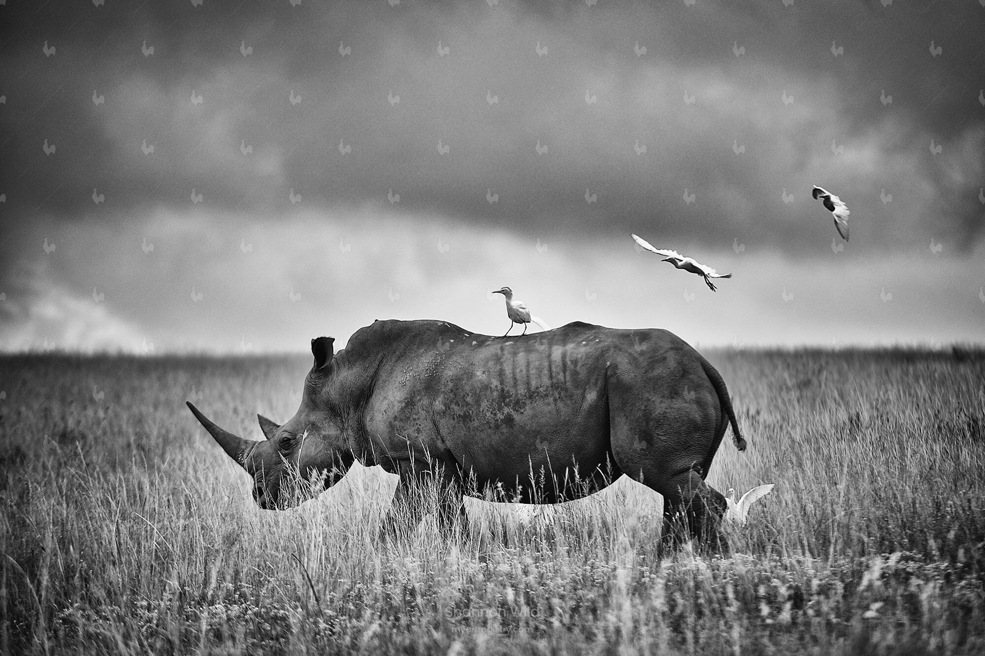 White Rhino With Cattle Egrets