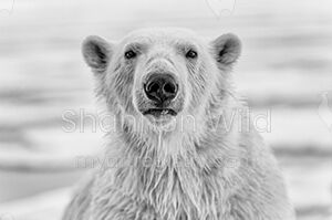 Polar Bear Portrait