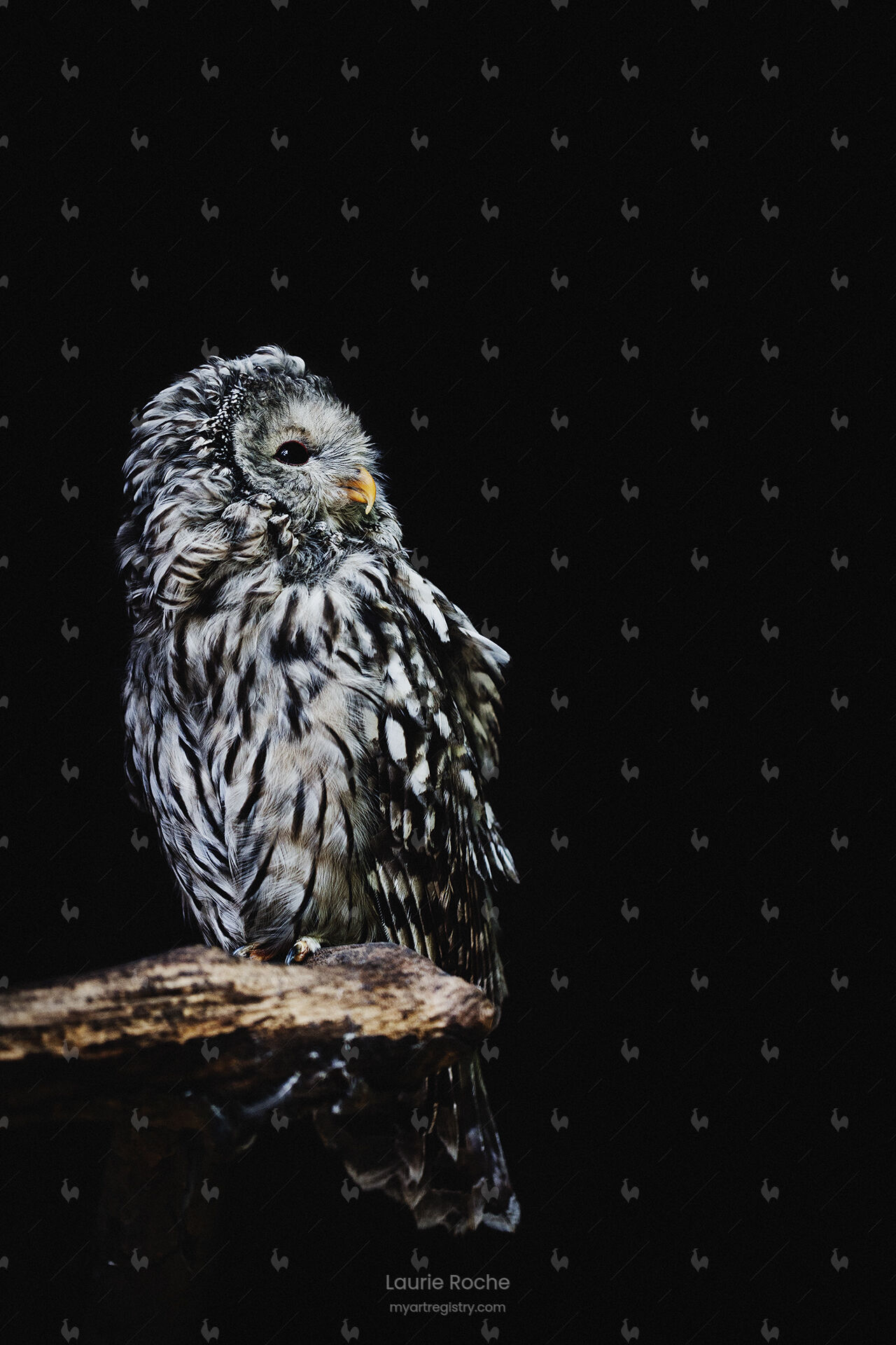 Strix