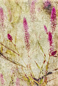 Feathered Magenta