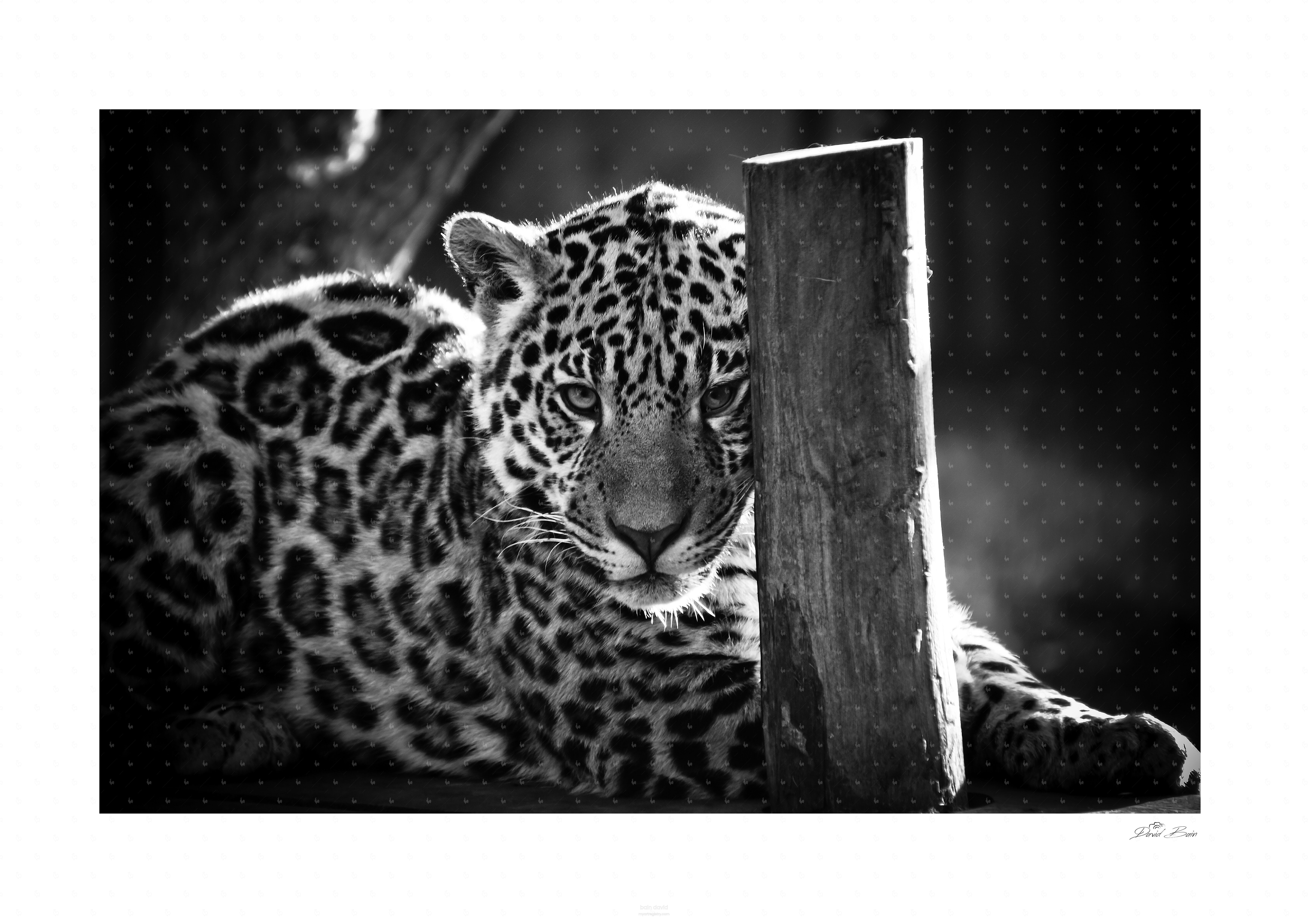 Leopard - 2011