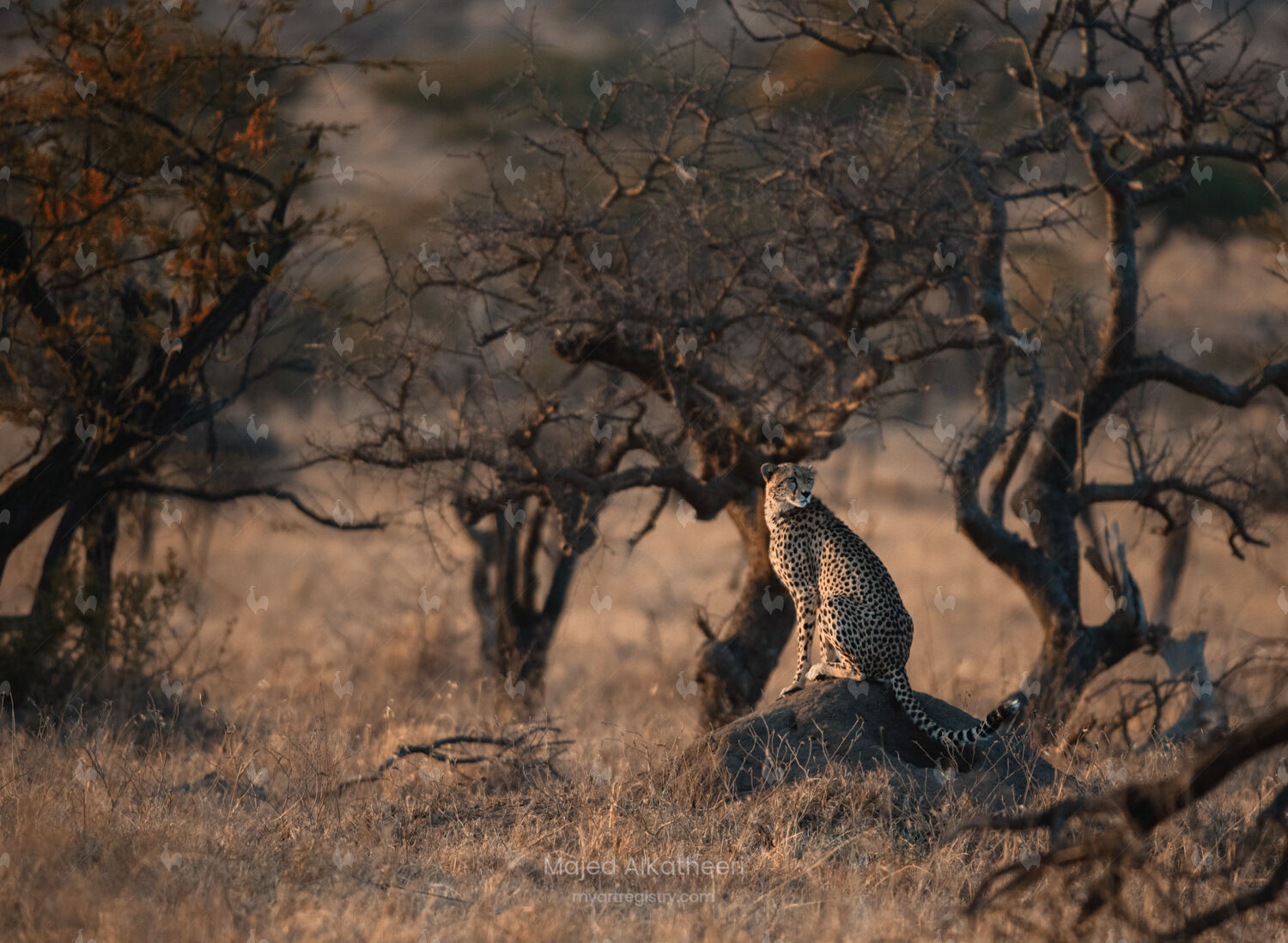 Early Morning Surveillance