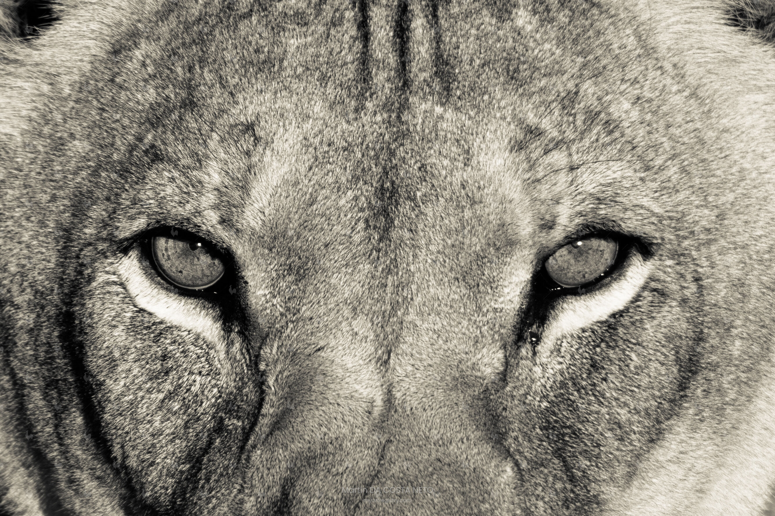 Le regard