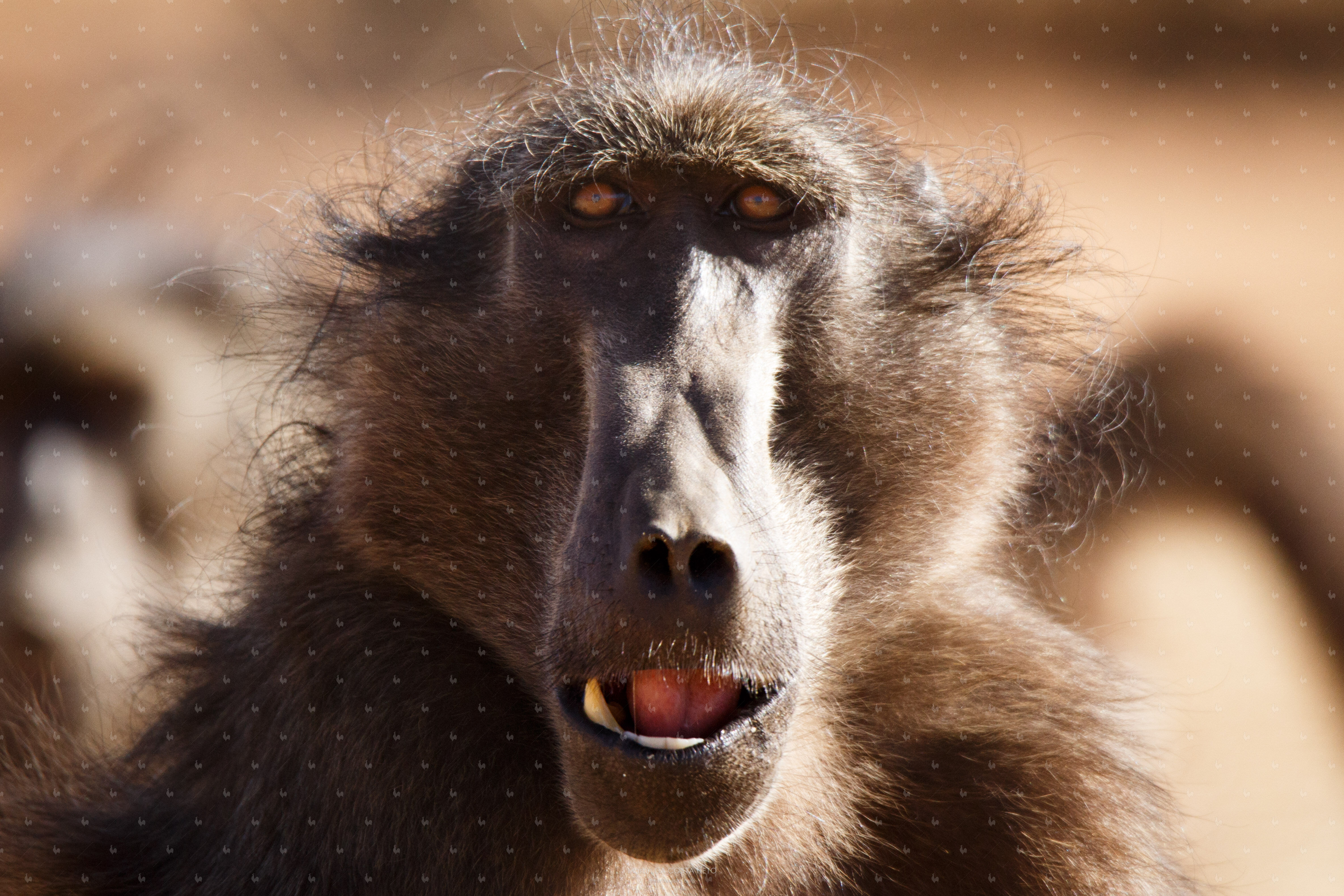L'Intelligente Innocence