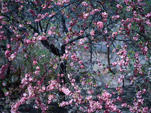 Early Spring