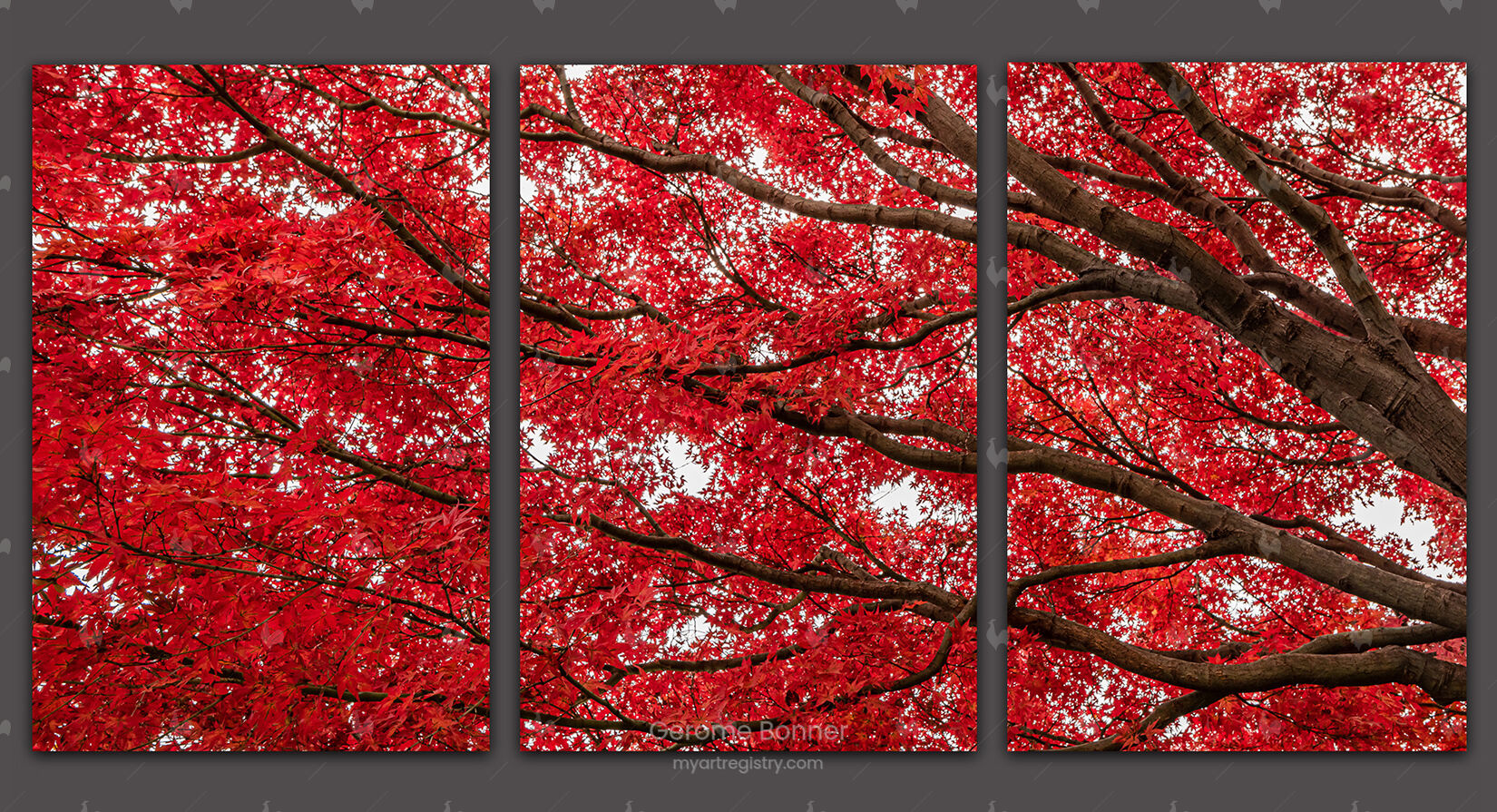 Japanese Fire Maple