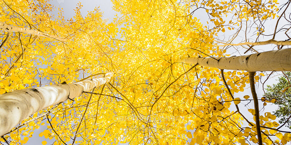 Aspen Dream