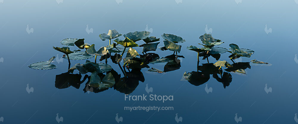 Lilipads in Blue