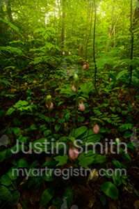 Wildcat Lady's Slippers