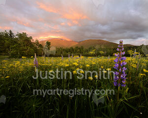 Jefferson Wildflowers, Landscape