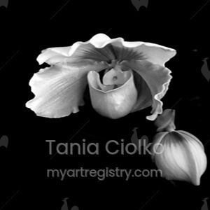 Slipper Orchid