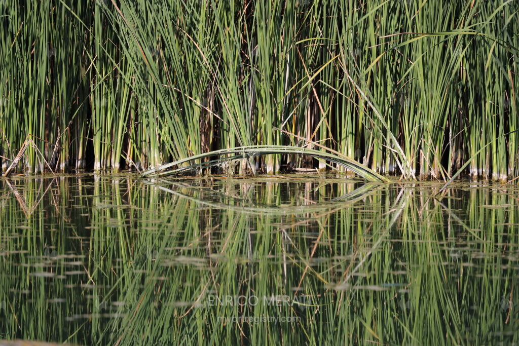 Natura geometrica, 2019