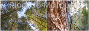 Tríptico de Sequoias