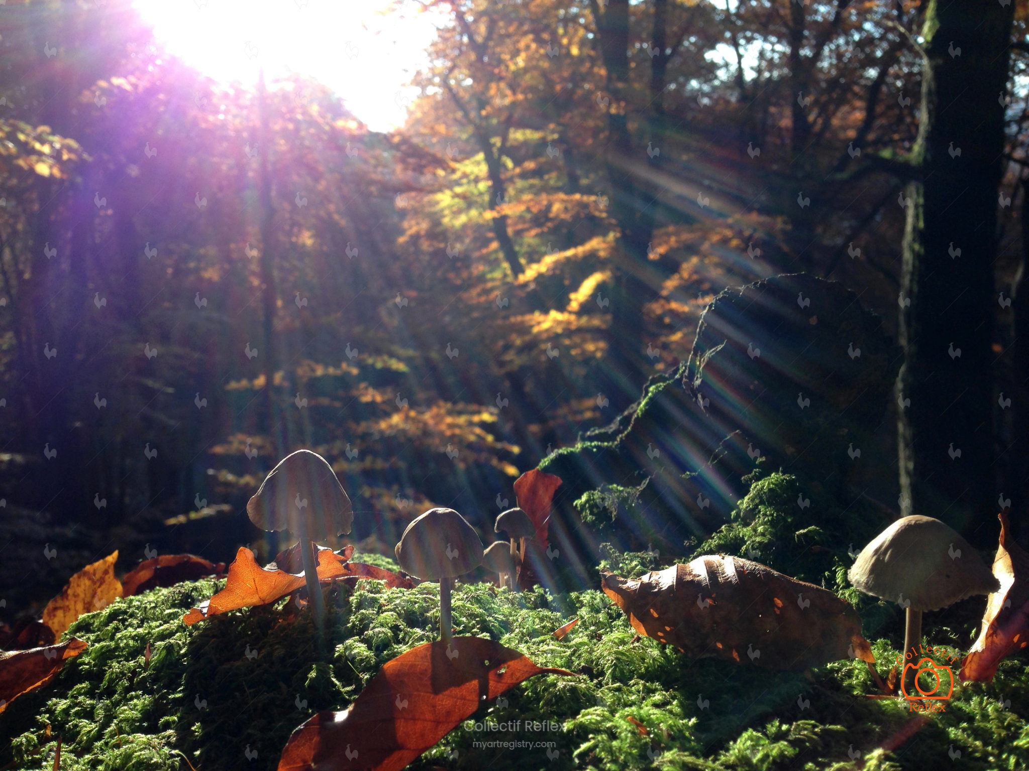 The enchanted forest