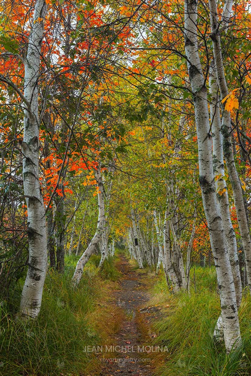 Wild Gardens Of Acadia Part3