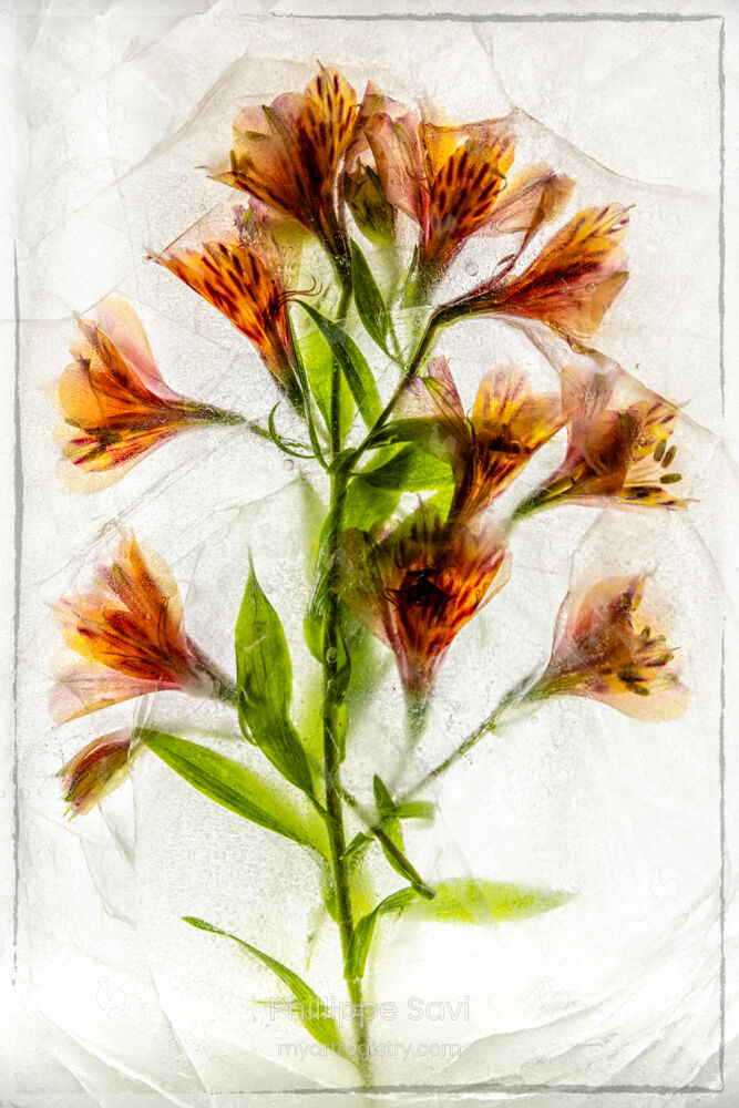 Lys