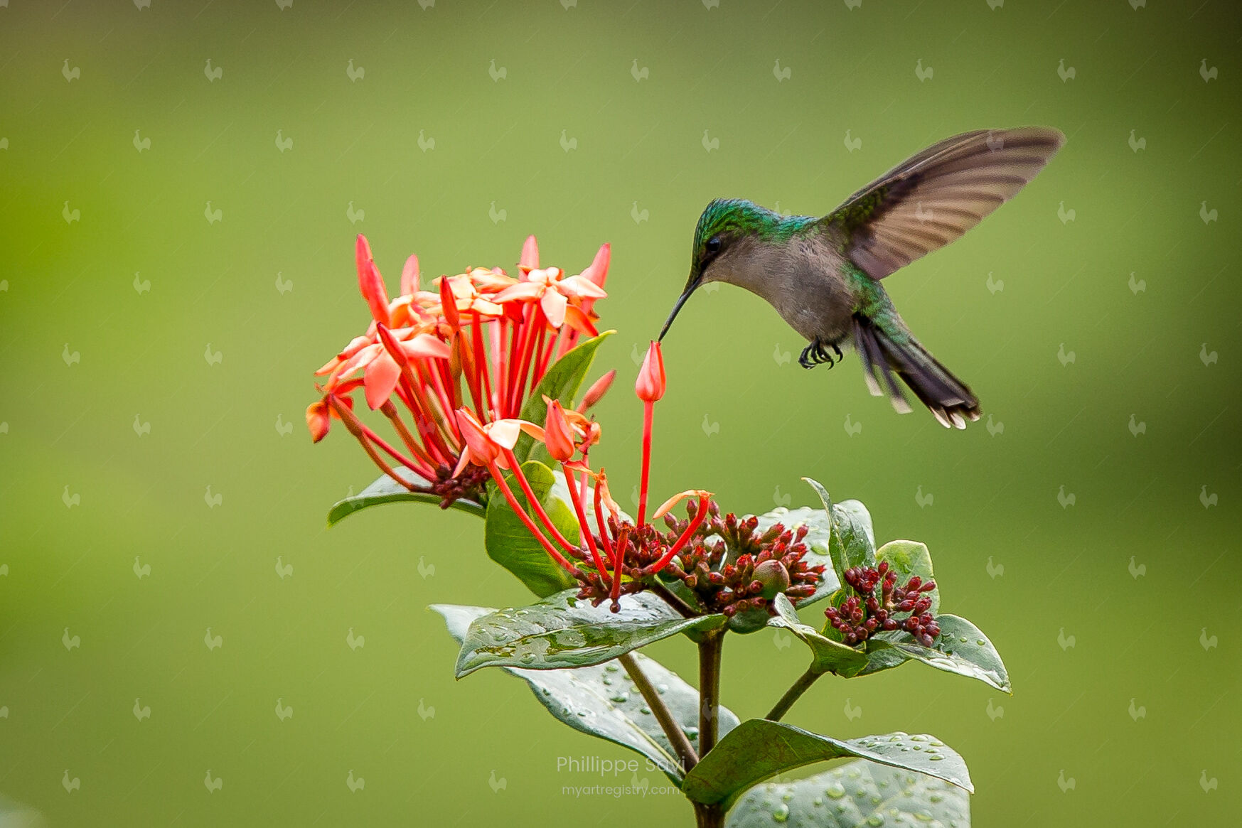 Colibri