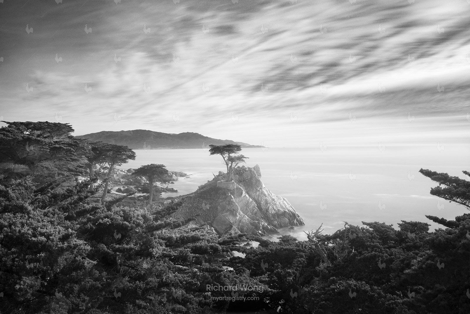 The Lone Cypress Black & White / RW9770-BW
