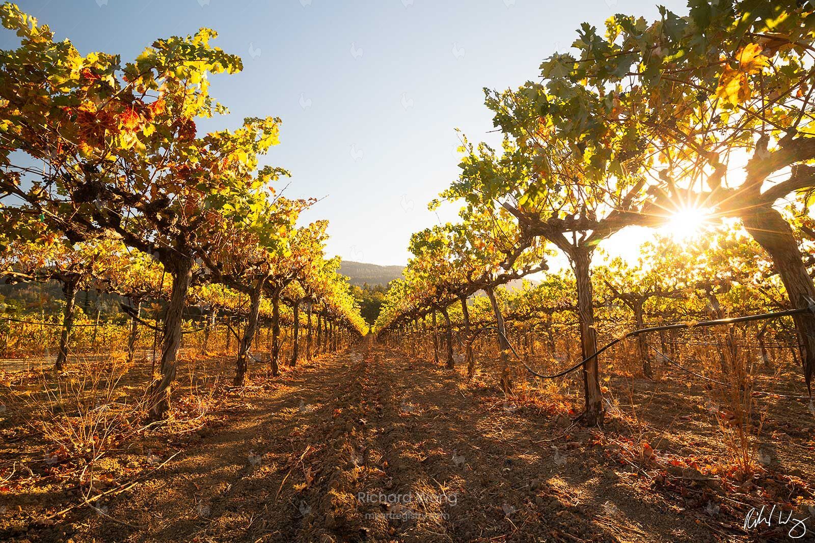 Canard Vineyard / RW10004