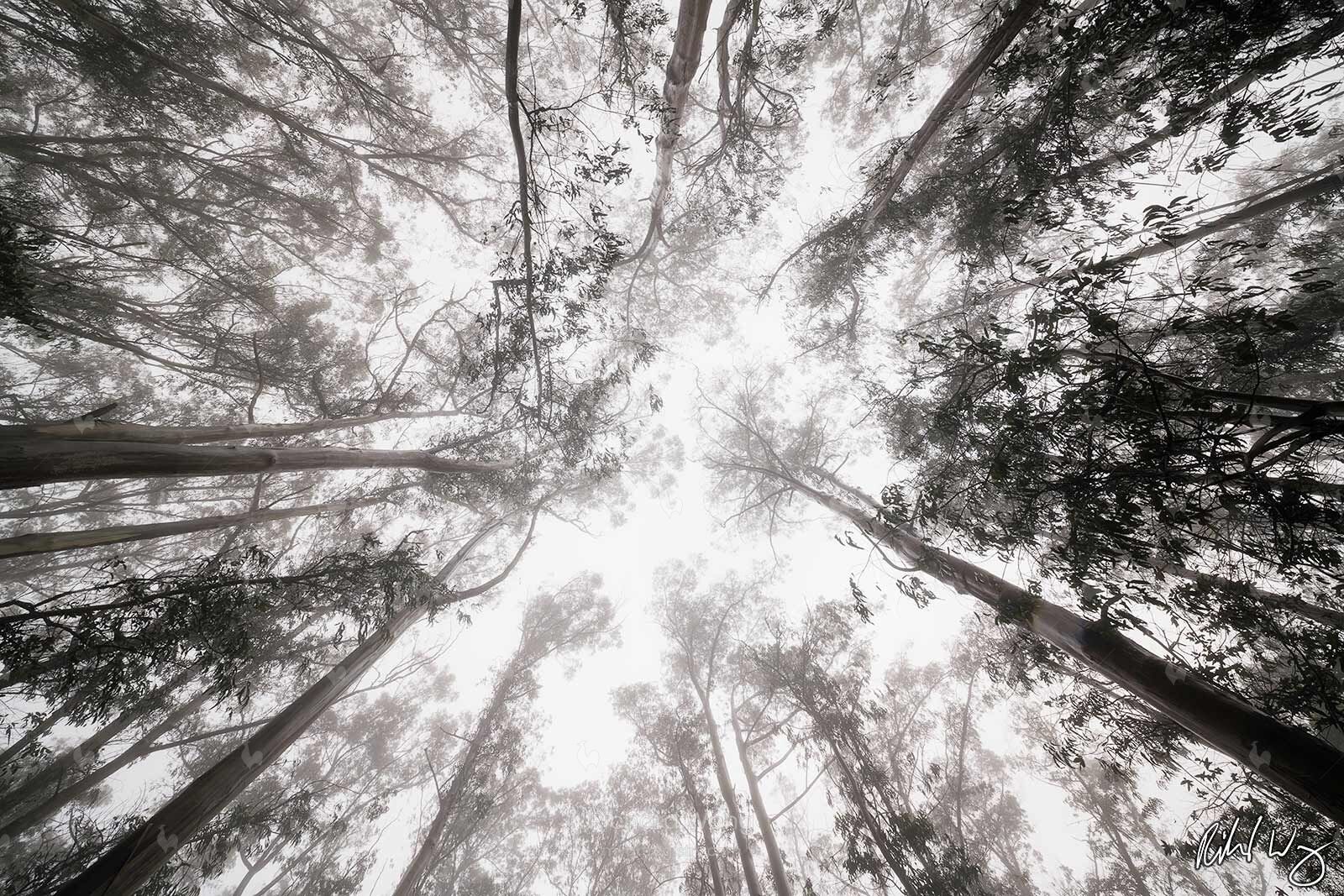 Cloud Forest Canopy / RW9941