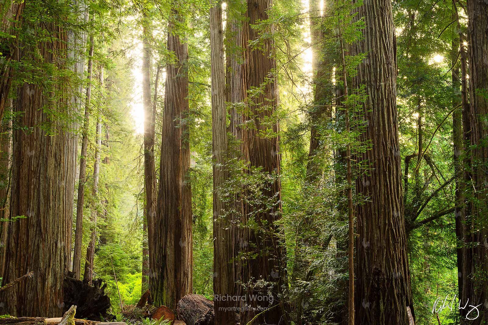 The Redwood Empire / RW9989