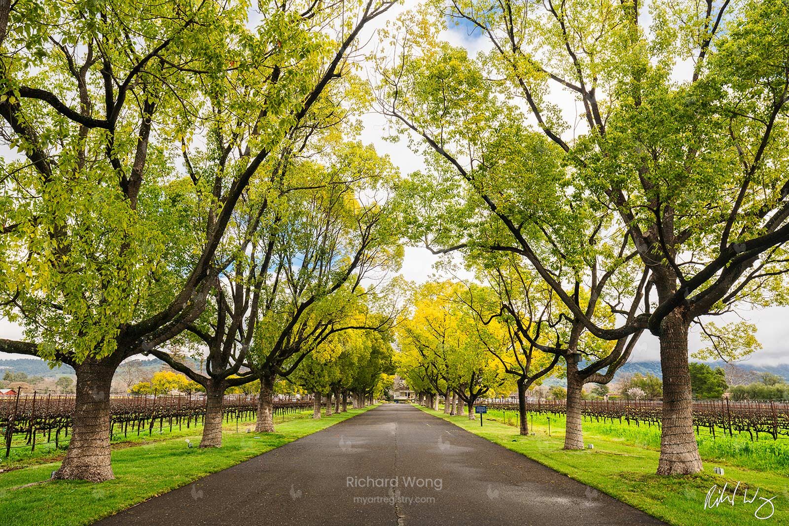 Rutherford Trees / RW9962