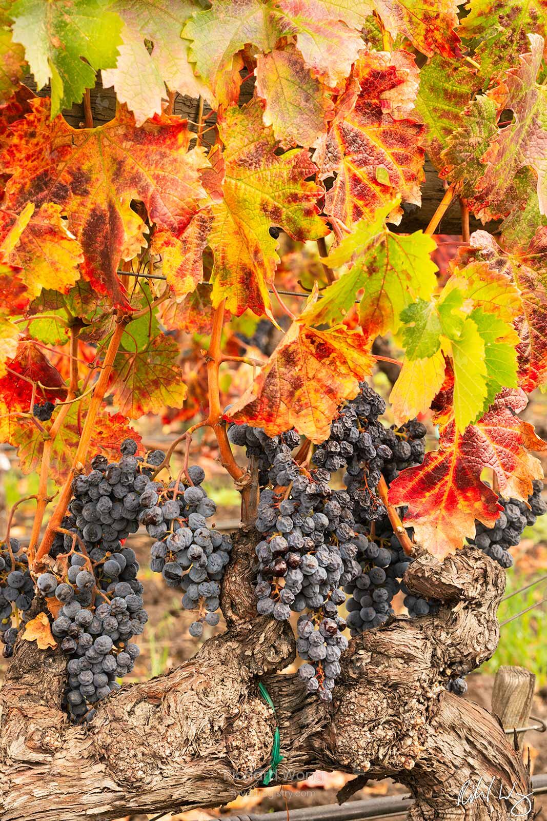 The Grapes of Fall / RW10014