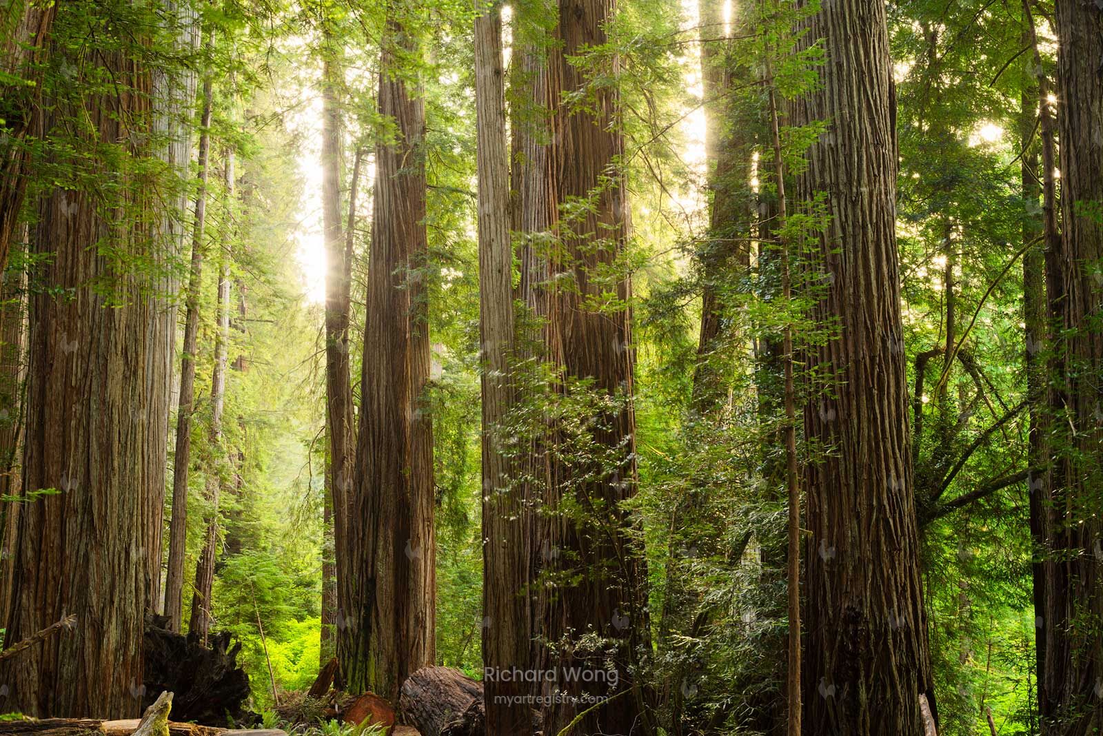 The Redwood Empire / RW9989