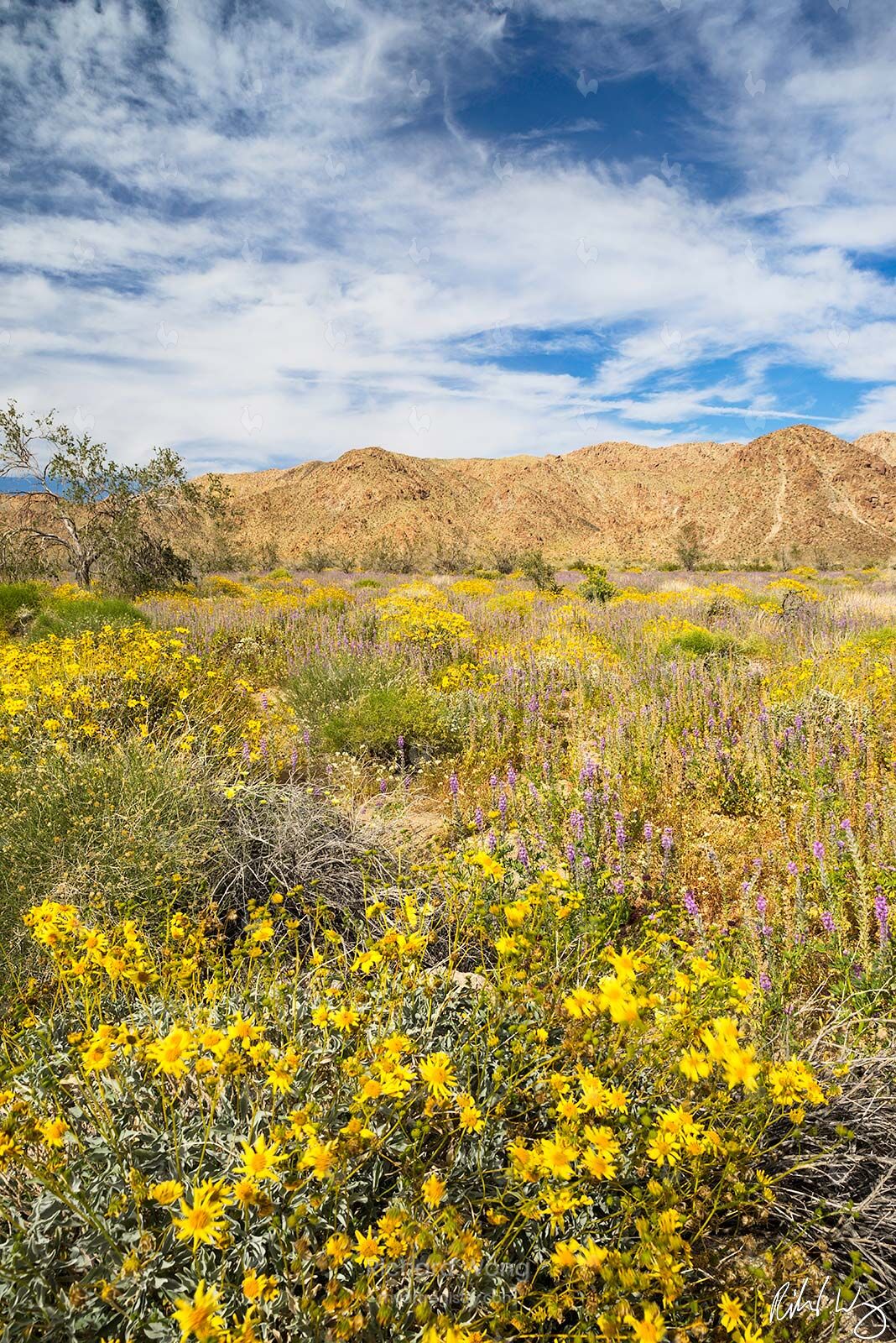 Wildflower Carpet / RW9779